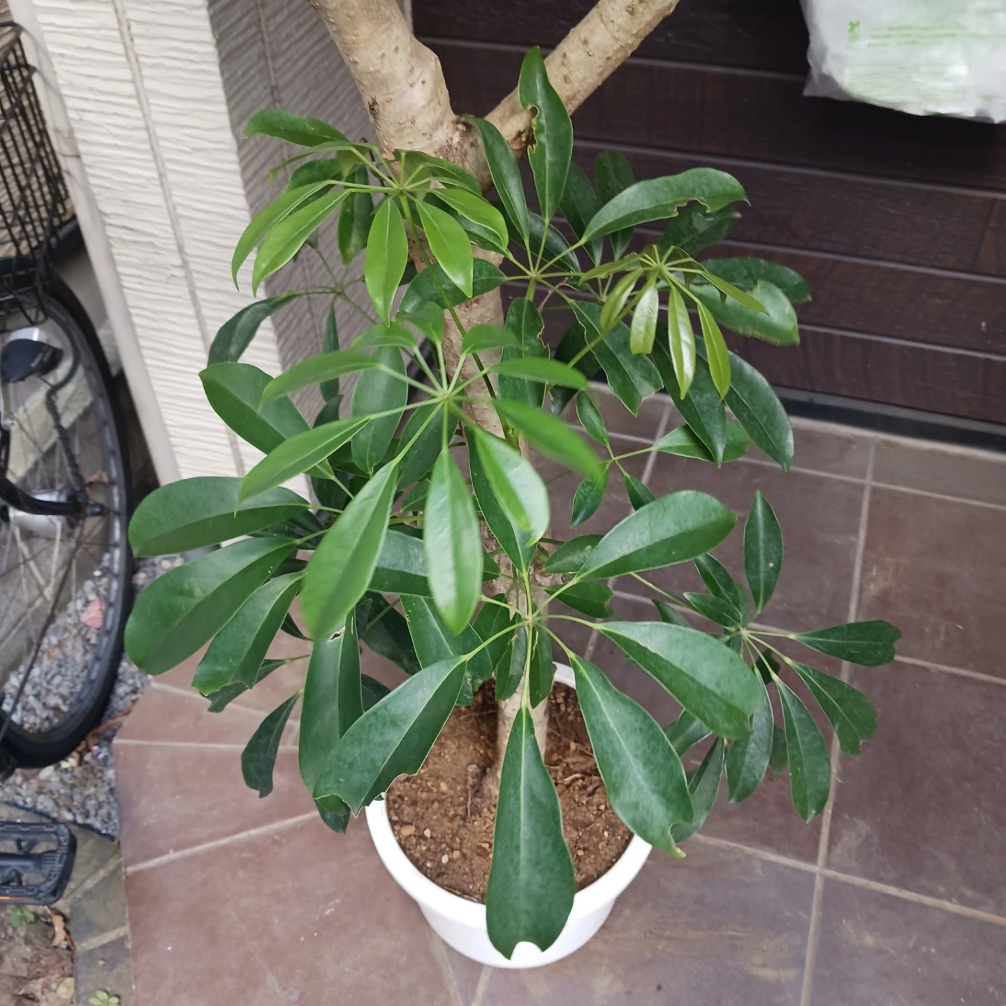 まとめ買い対象★2 シェフレラ 9号 観葉植物の写真5枚目
