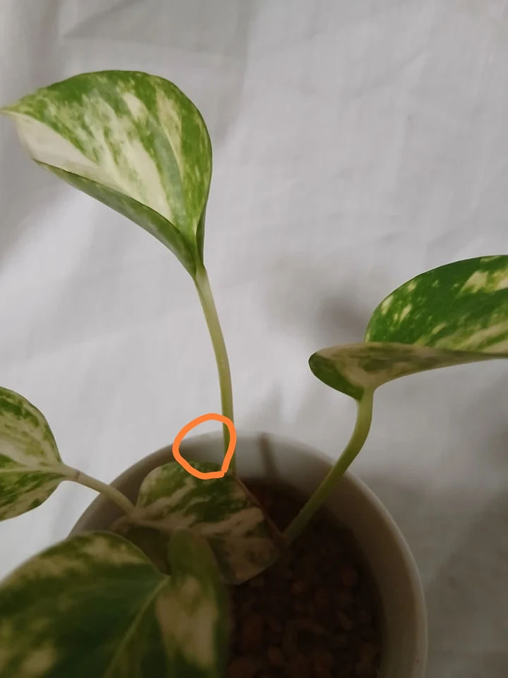 ポトス マーブルクイーン 観葉植物 マグカップ植えの写真2枚目