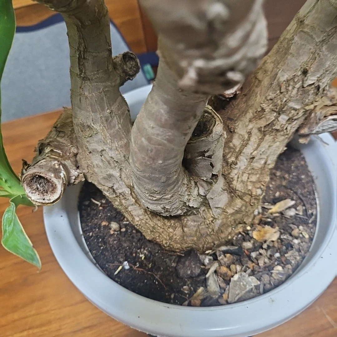 ◽観葉植物ユッカ◽空気清浄樹◽極太幹◽鉢付きの写真9枚目