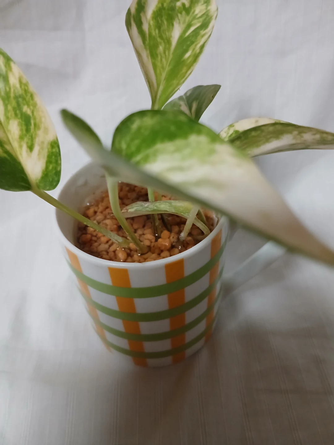 ポトス マーブルクイーン 観葉植物 マグカップ植えの写真4枚目