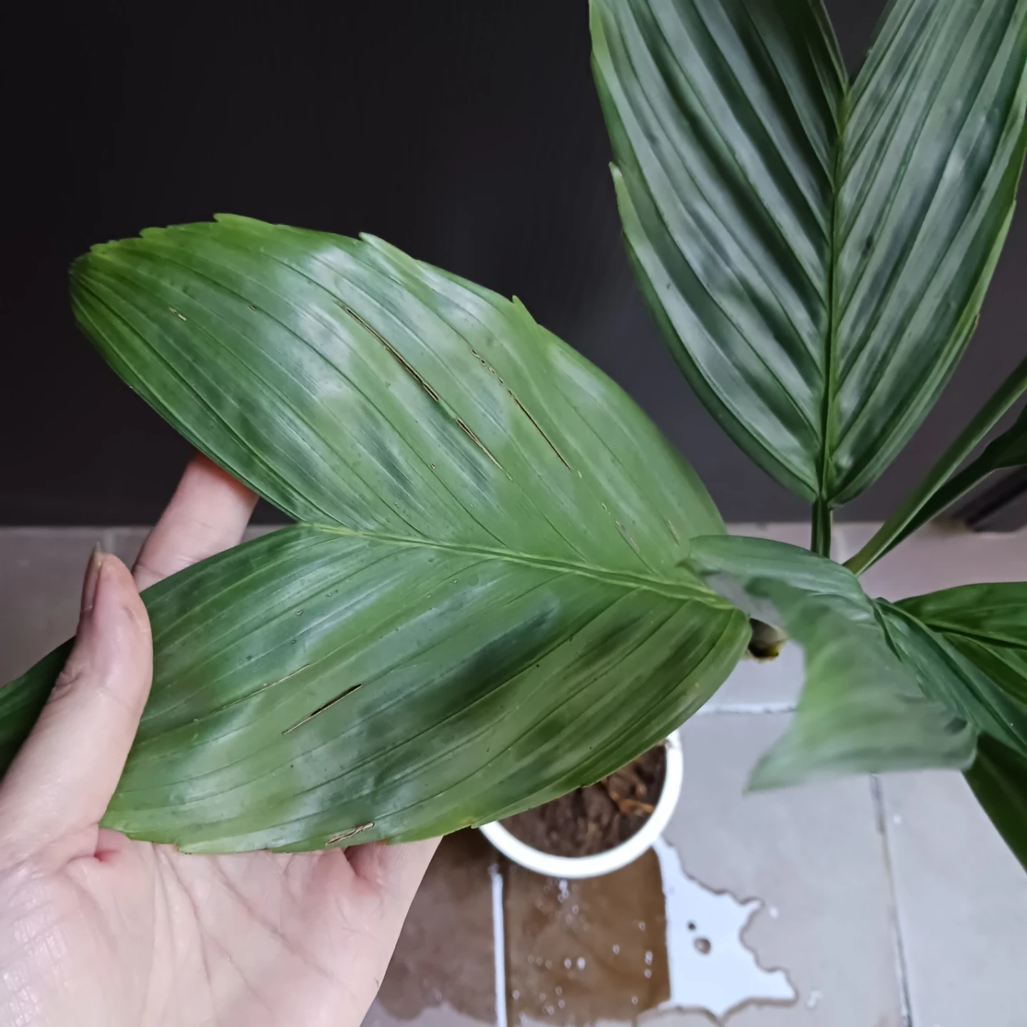 まとめ買い対象★レア★9 テネラ 5号 ヤシ 観葉植物の写真6枚目