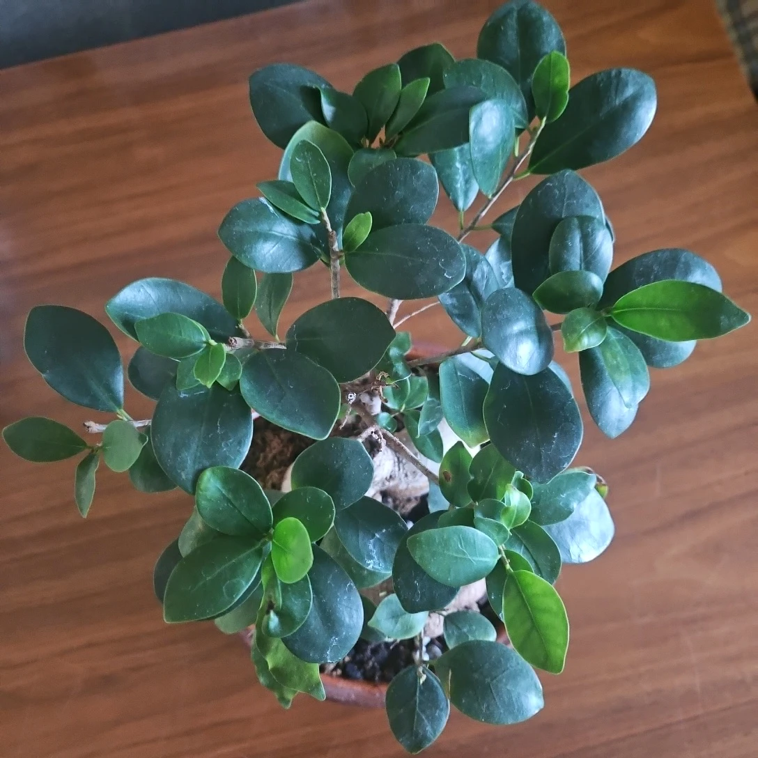 ◽ガジュマル◽2株植え◽ 観葉植物◽素焼き鉢の写真5枚目
