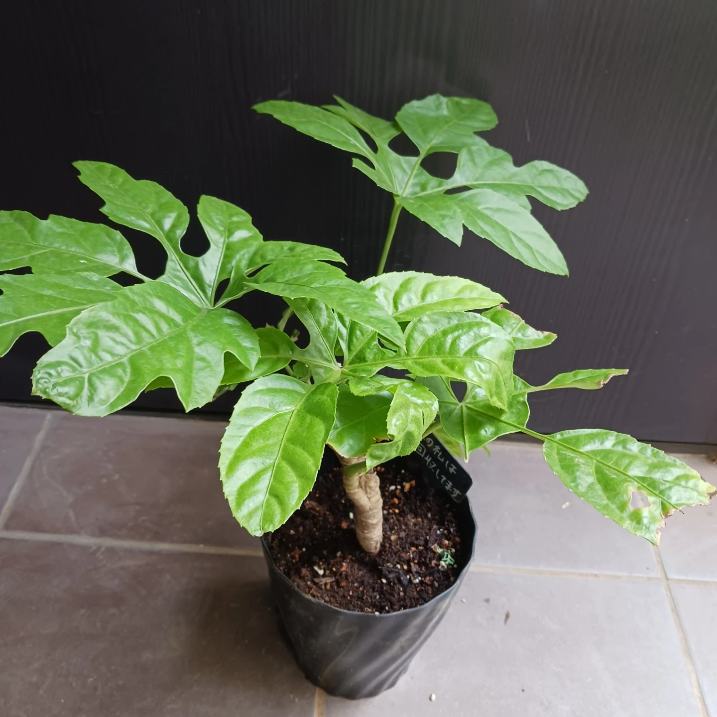 レア★18 トラベシア 5号 観葉植物 トレベシアの写真3枚目