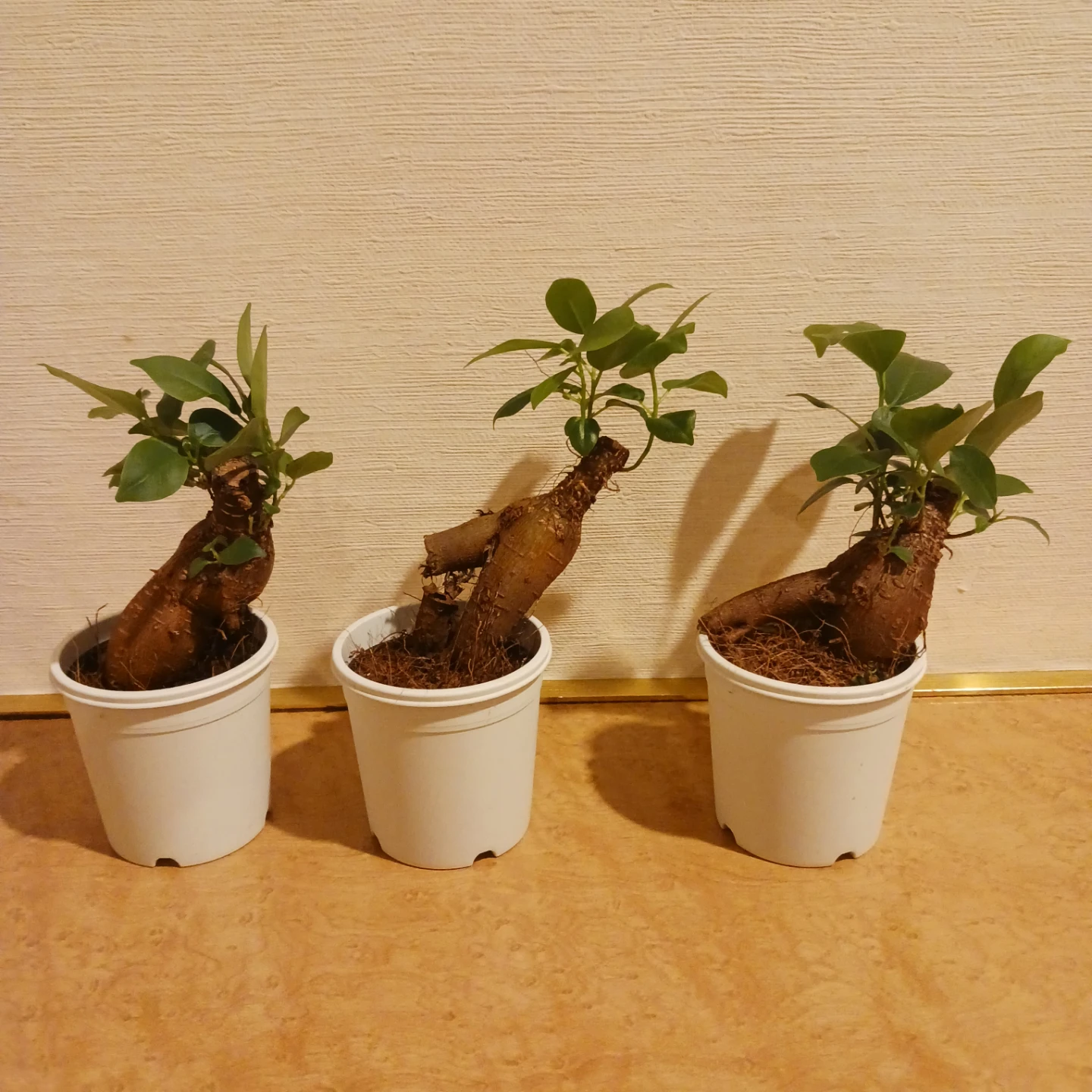 ミニ★ガジュマル　2.5号　観葉植物　ニンジンガジュマル　の写真3枚目