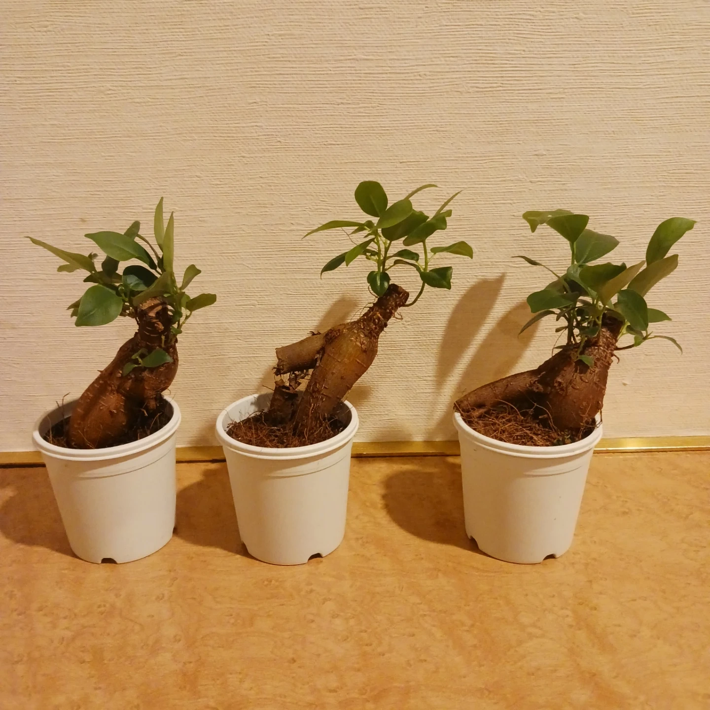 ミニ★ガジュマル 2.5号 観葉植物 ニンジンガジュマル の写真3枚目