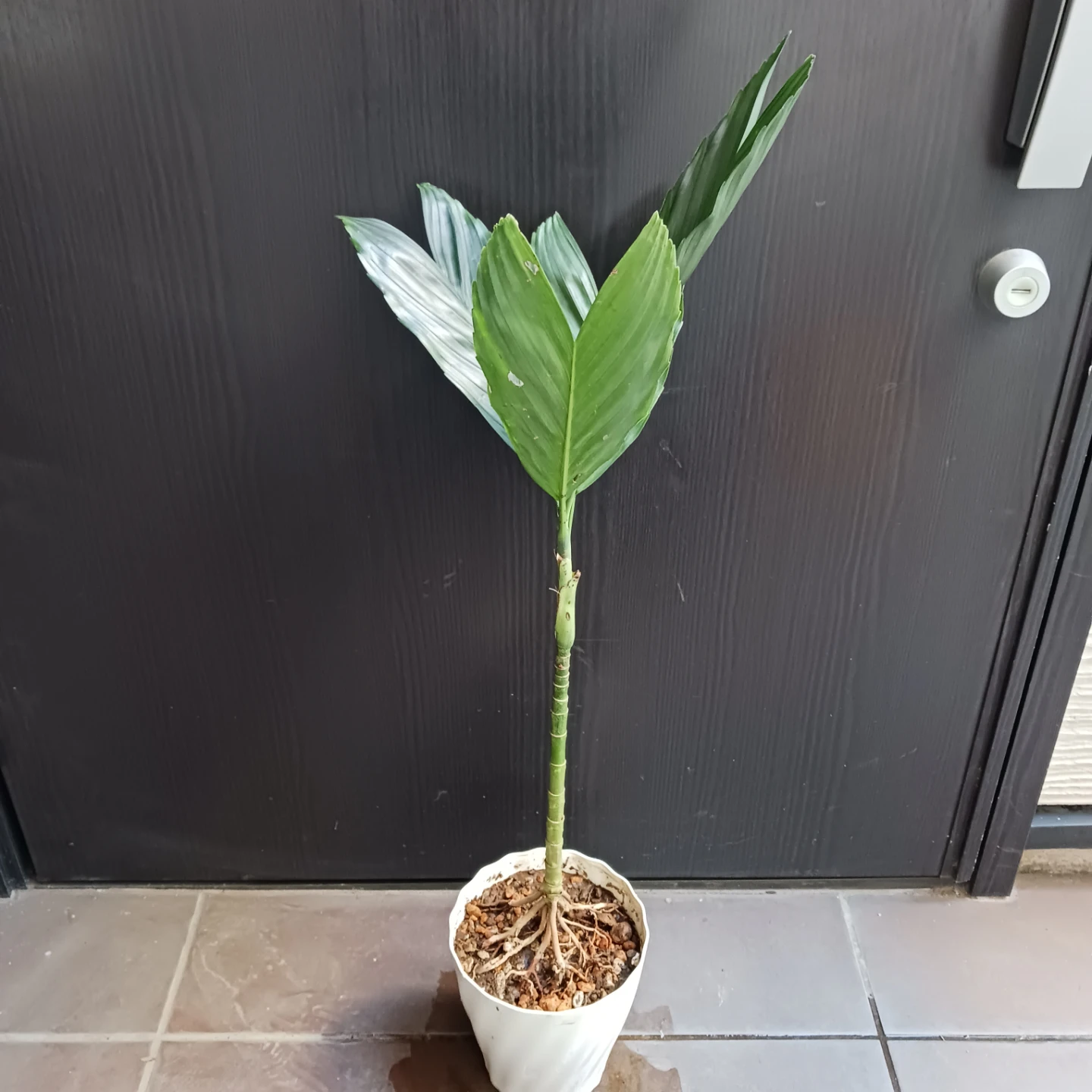 まとめ買い対象★レア★4 テネラ　5号 根上がり　ヤシ　観葉植物の写真2枚目