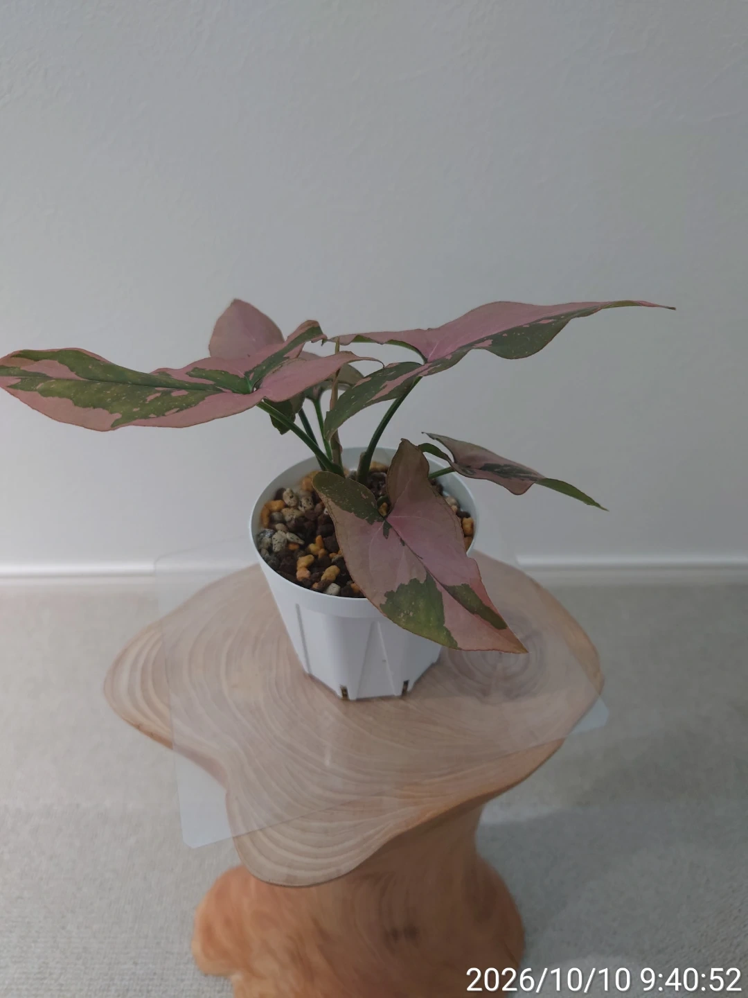 シンゴニウム ピンクスプラッシュ 観葉植物の写真3枚目