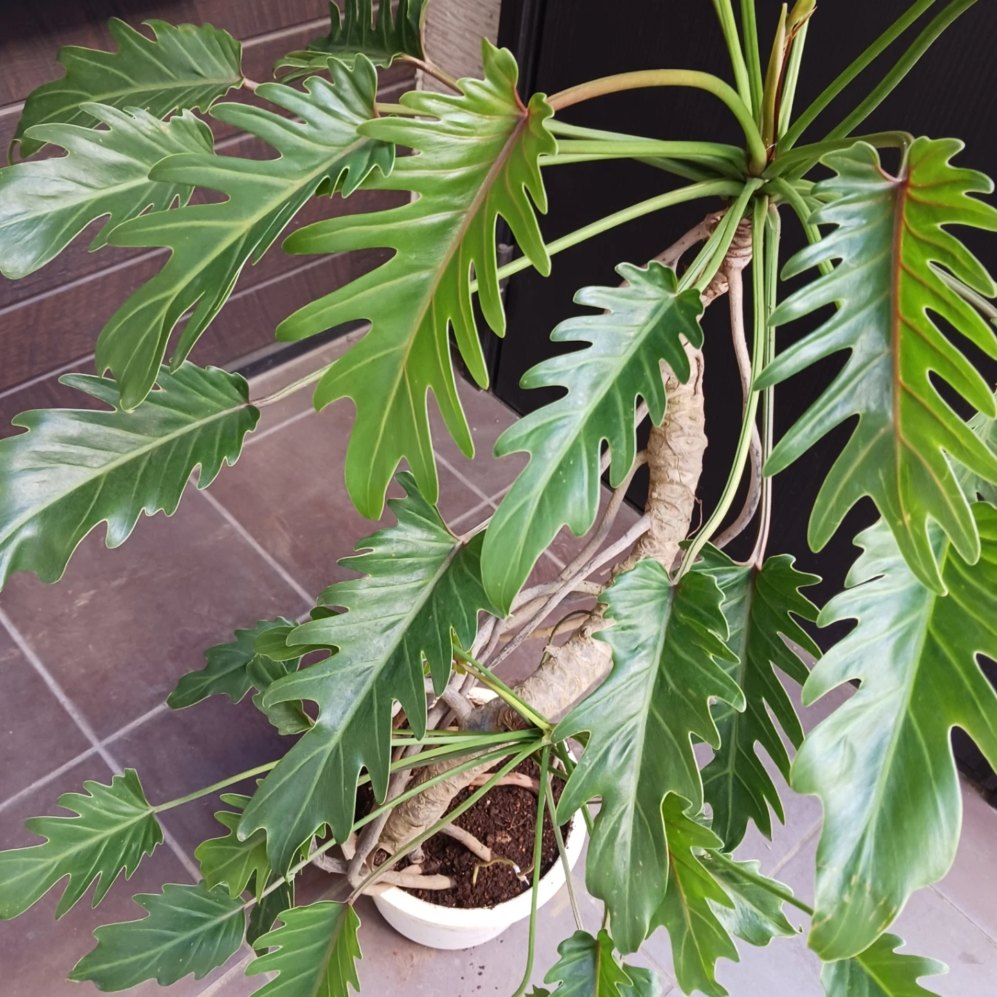 まとめ買い対象★9 クッカバラ 8号 幹上がり 幹立ち 個性的 観葉植物の写真3枚目