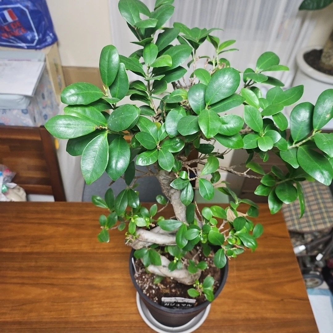 ◽大型ガジュマル◽昇り樹形◽観葉植物◽鉢植えの写真4枚目