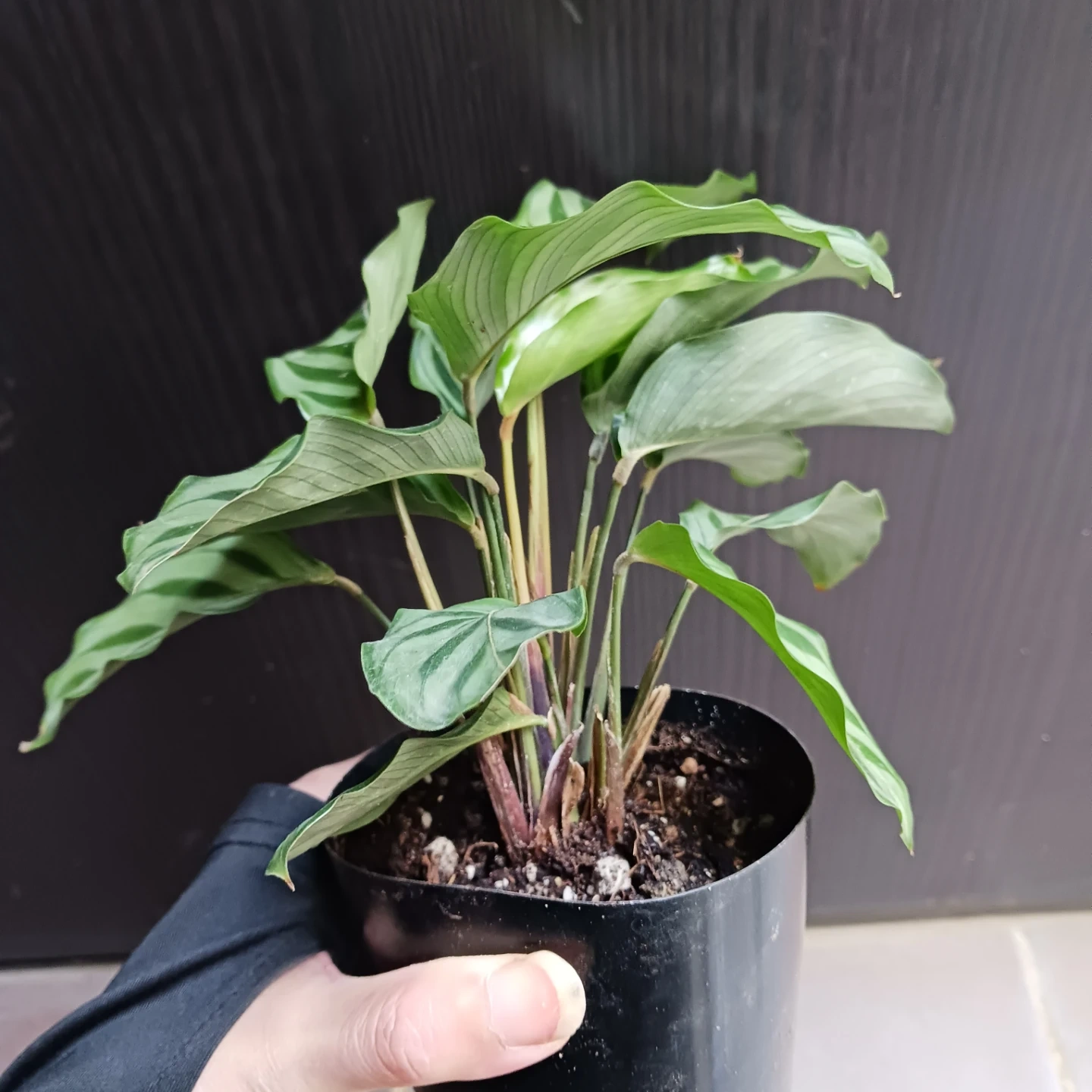 カラテア フレディ 3号ロング 硬質ポット 観葉植物の写真4枚目