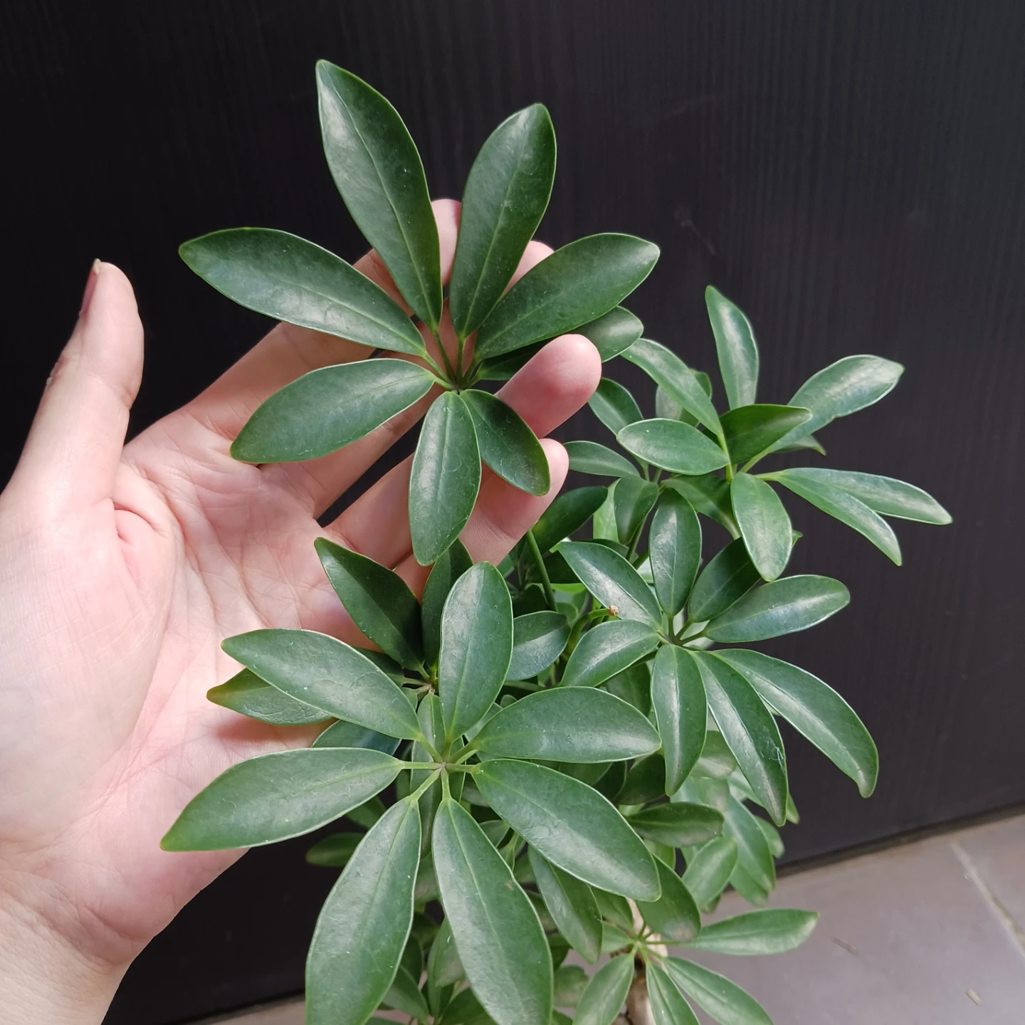 シェフレラコンパクタ　5号相当　観葉植物の写真7枚目