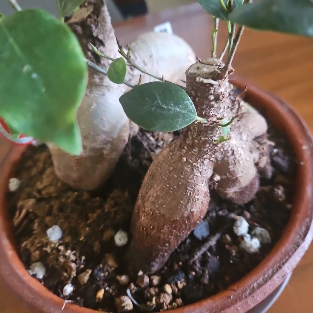 ◽ガジュマル◽2株植え◽ 観葉植物◽素焼き鉢の写真3枚目