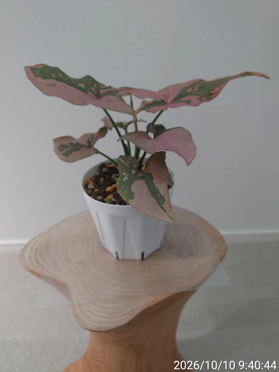 シンゴニウム ピンクスプラッシュ 観葉植物の写真2枚目