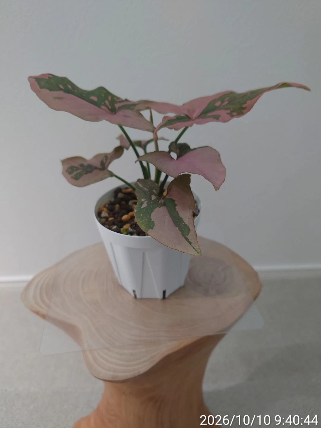 シンゴニウム ピンクスプラッシュ 観葉植物の写真2枚目