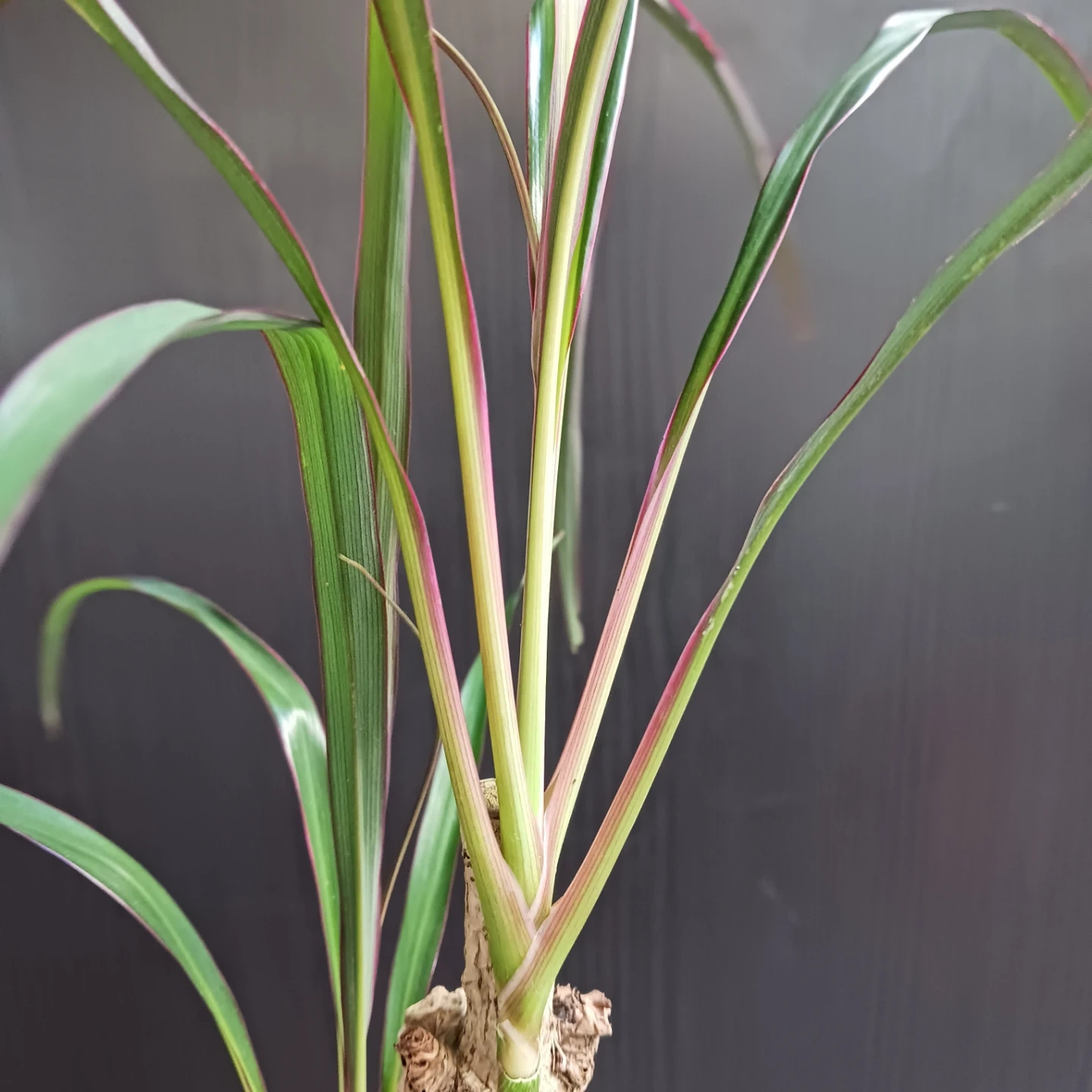 希少★1 コルジリネ 3.5号 観葉植物の写真9枚目