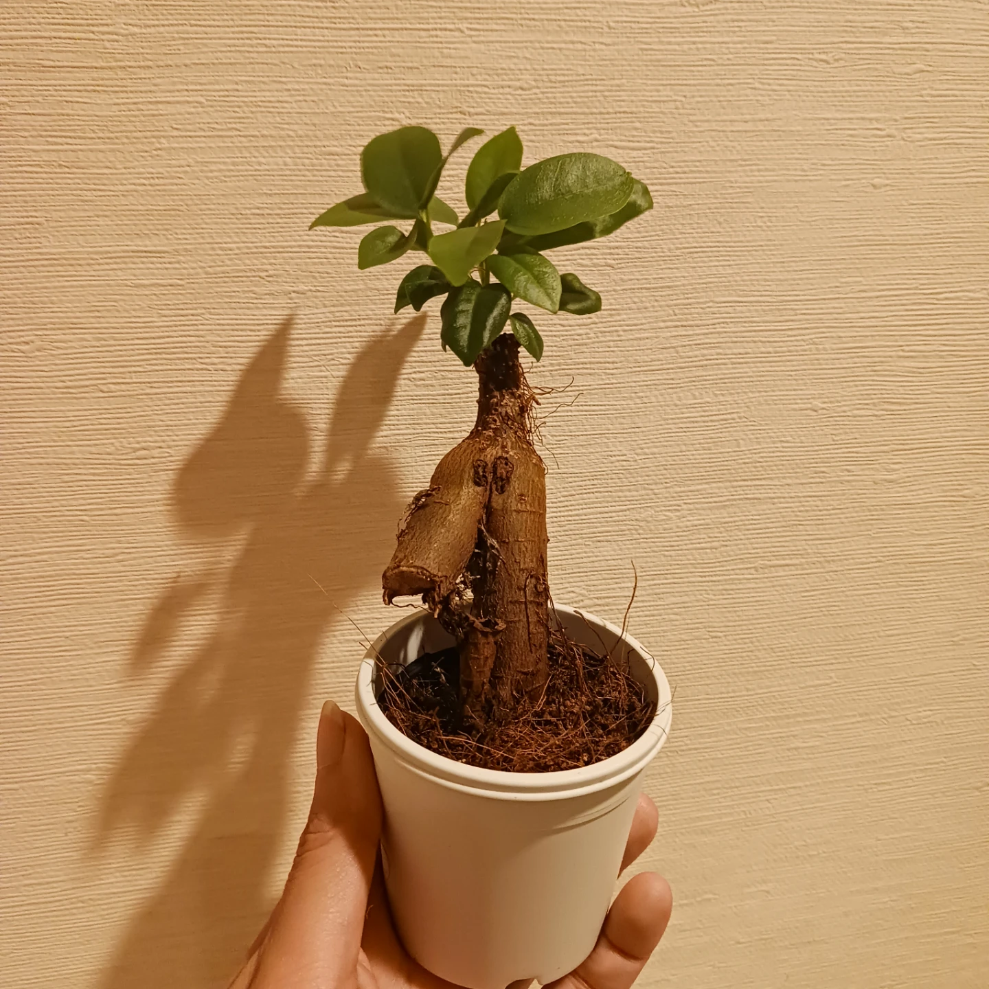 ミニ★ガジュマル　2.5号　観葉植物　ニンジンガジュマル　の写真7枚目