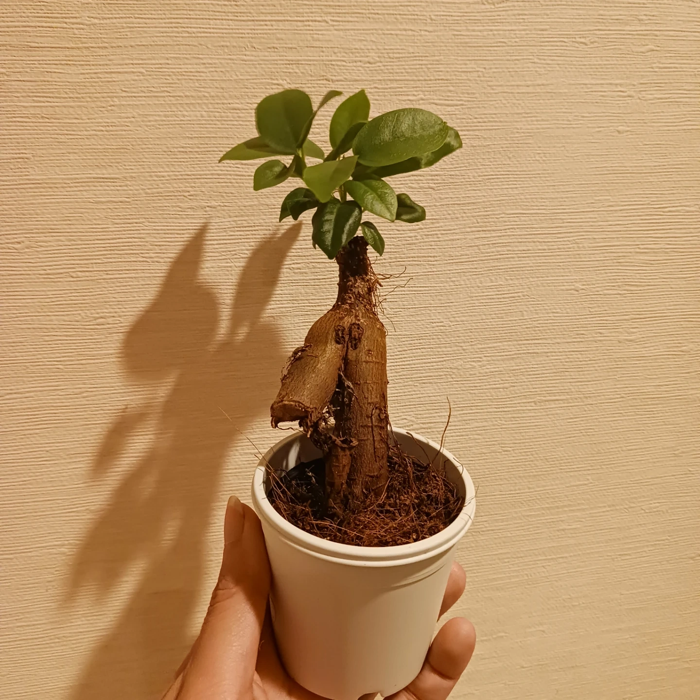 ミニ★ガジュマル 2.5号 観葉植物 ニンジンガジュマル の写真7枚目