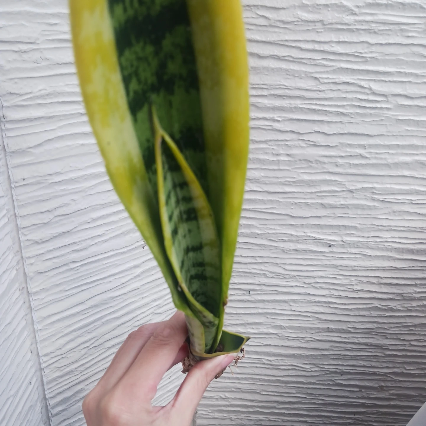 2 サンスベリア ローレンチ 3号ポット苗 サンセベリア 観葉植物の写真8枚目