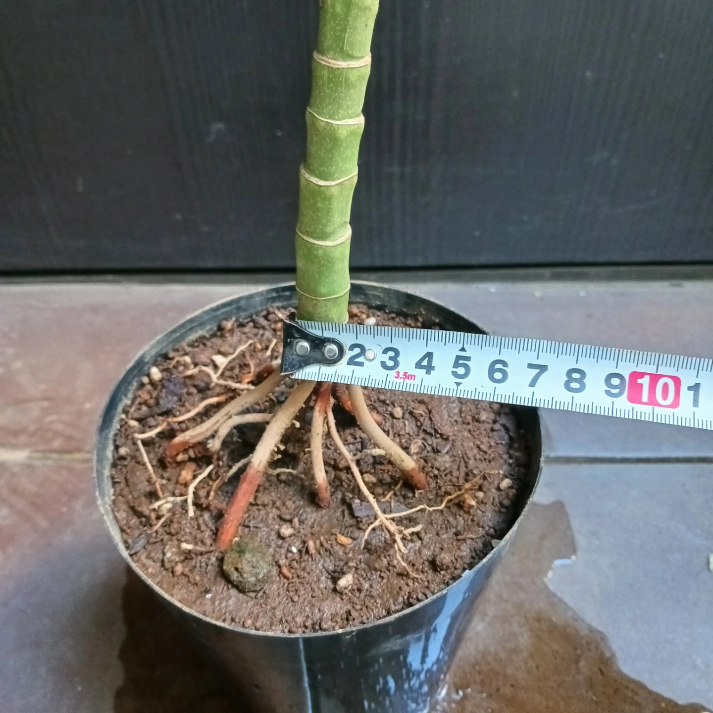 まとめ買い対象★レア★7 テネラ 5号相当 ヤシ 観葉植物の写真9枚目