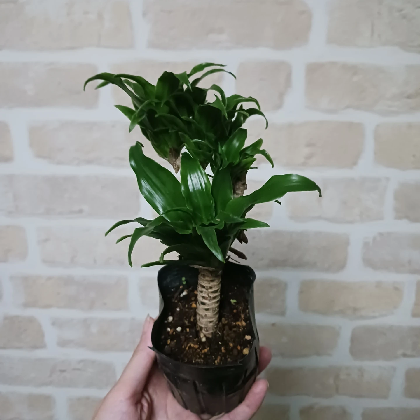 ドラセナコンパクタ 3号ポット苗 観葉植物