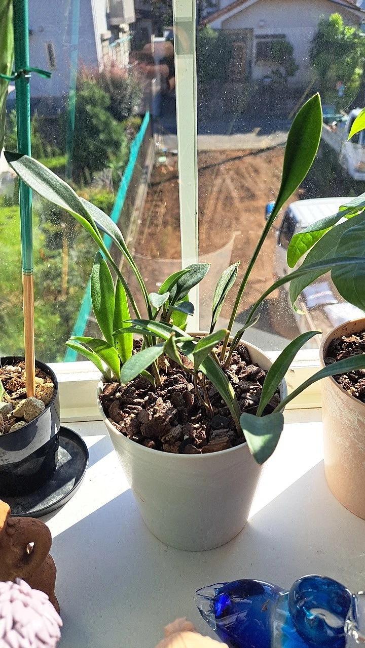 観葉植物 鉢植え ホワイト