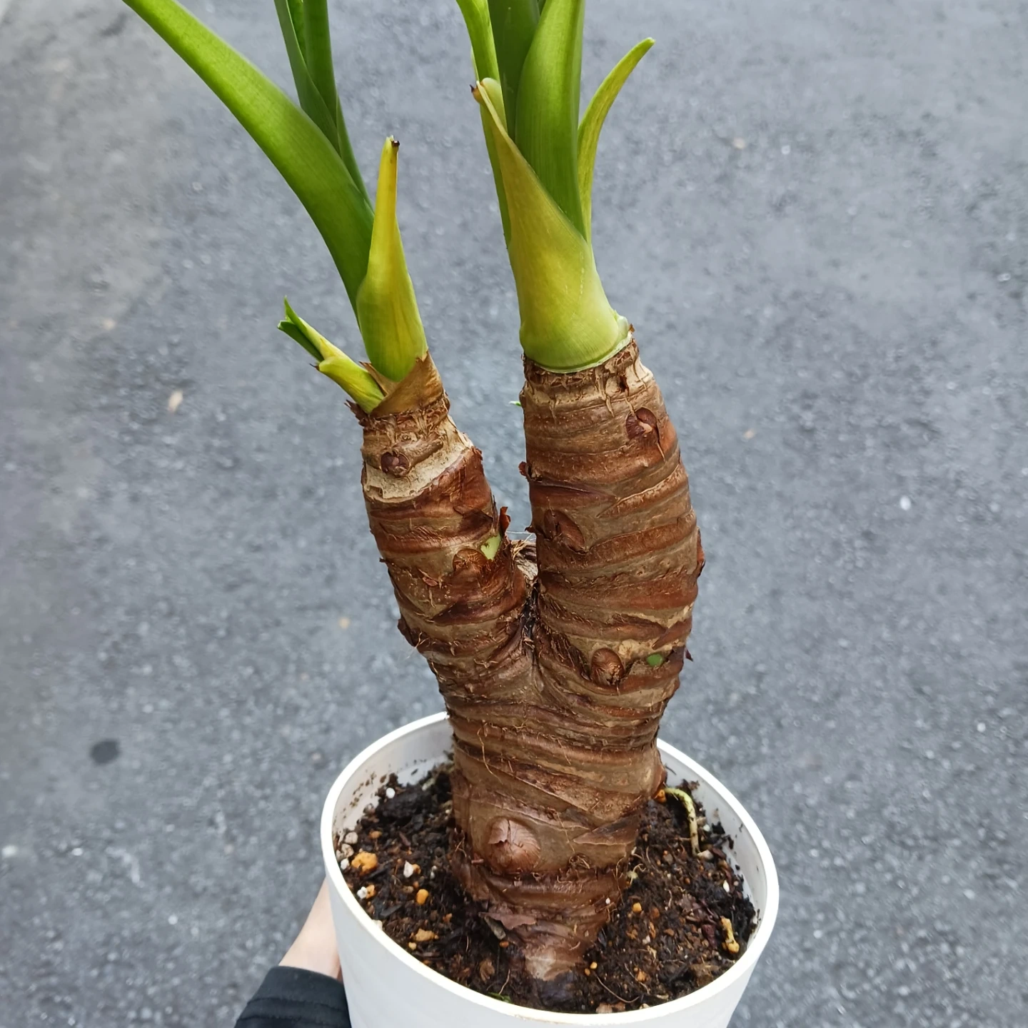 クワズイモ 4号 観葉植物 アロカシア オドラの写真4枚目
