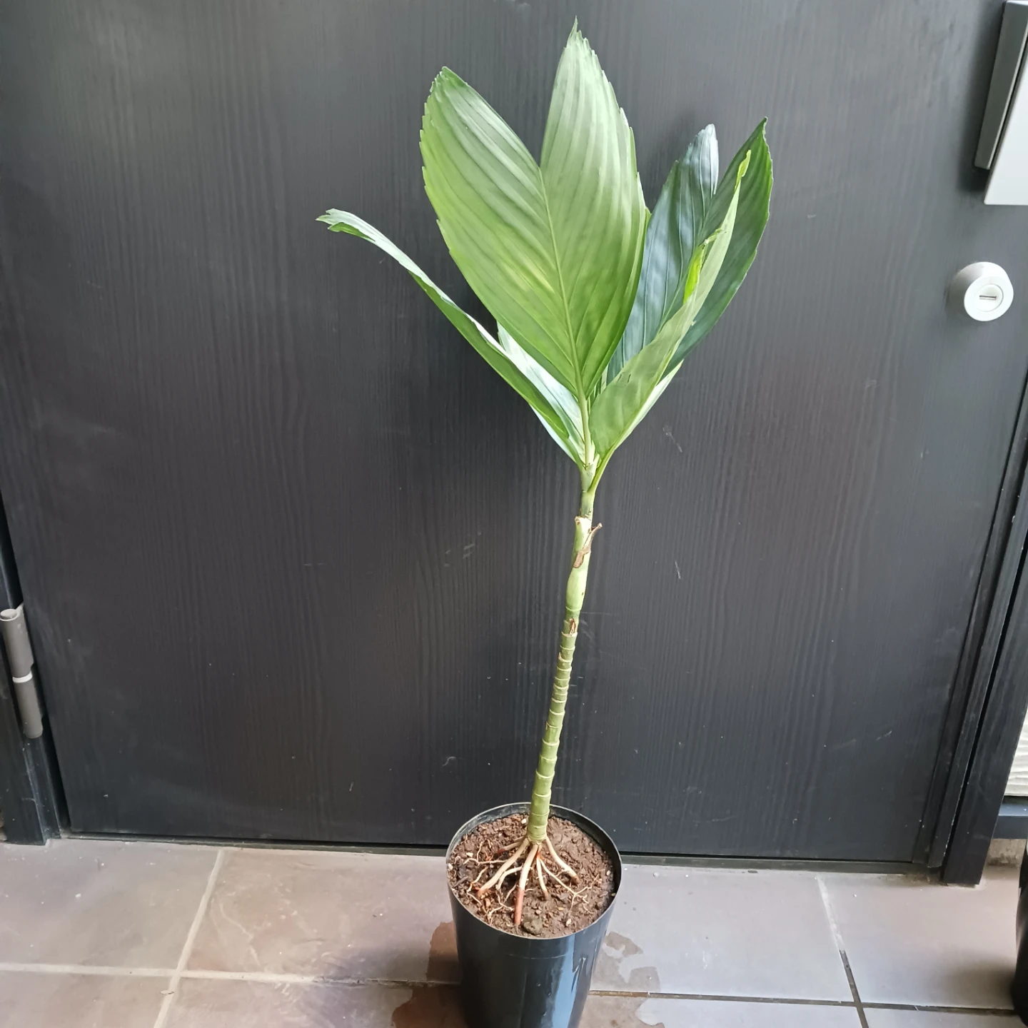 まとめ買い対象★レア★7 テネラ　5号相当　ヤシ　観葉植物の写真2枚目