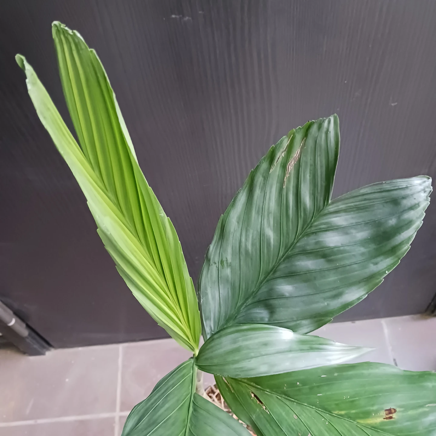 まとめ買い対象★レア★ 8 テネラ　5号相当　ヤシ　観葉植物の写真7枚目