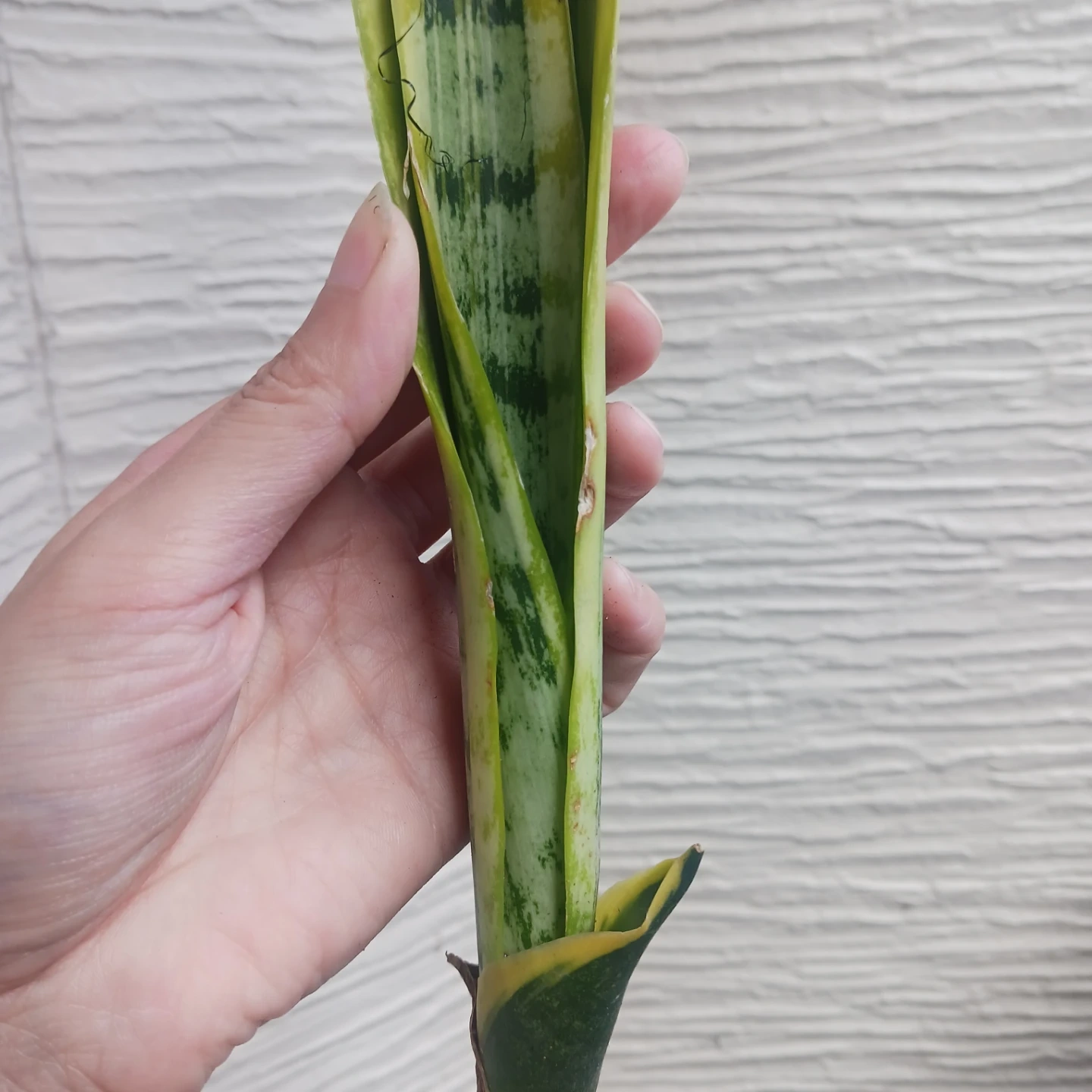 2 サンスベリア ローレンチ 3号ポット苗 サンセベリア 観葉植物の写真5枚目