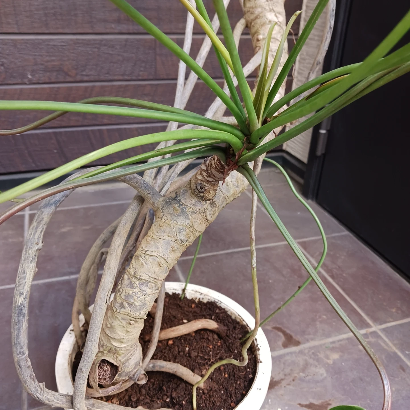 まとめ買い対象★9 クッカバラ 8号 幹上がり 幹立ち 個性的 観葉植物の写真5枚目