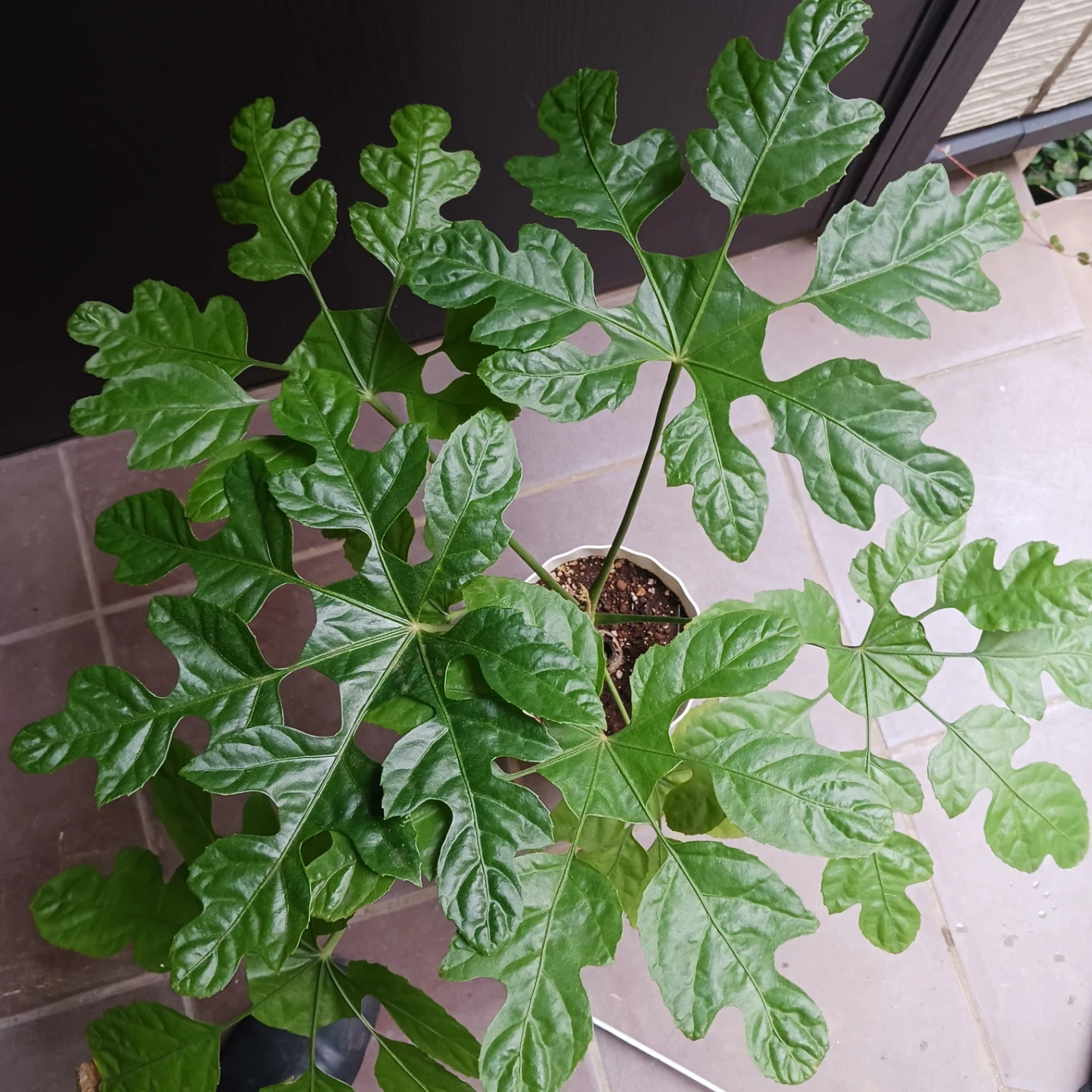 まとめ買い対象★希少植物★7 トラベシア パルマータ 5号 観葉植物 レアの写真8枚目