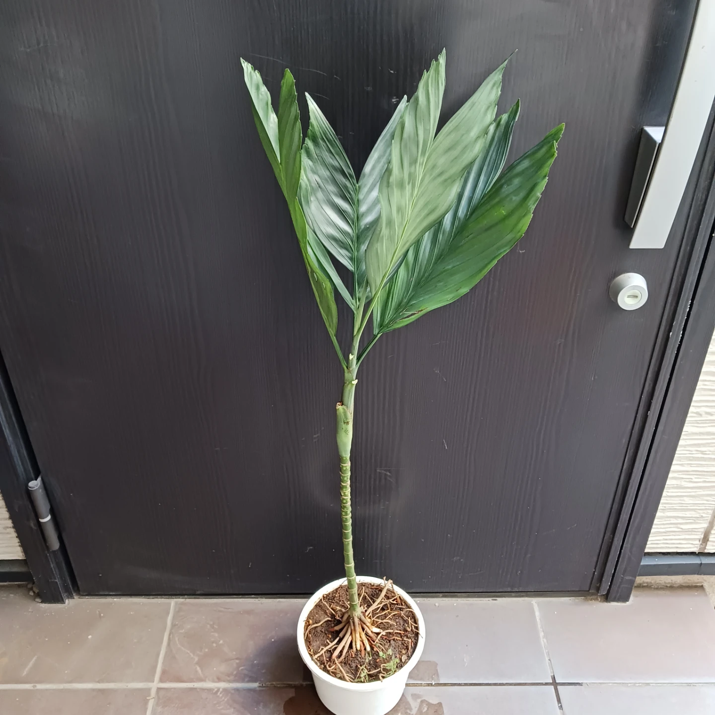 まとめ買い対象★レア★3 テネラ　根上がり 6号　ヤシ　観葉植物の写真3枚目
