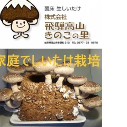 お子さんと！新品未開封 飛騨高山 きのこの里 家庭でしいたけ栽培キット