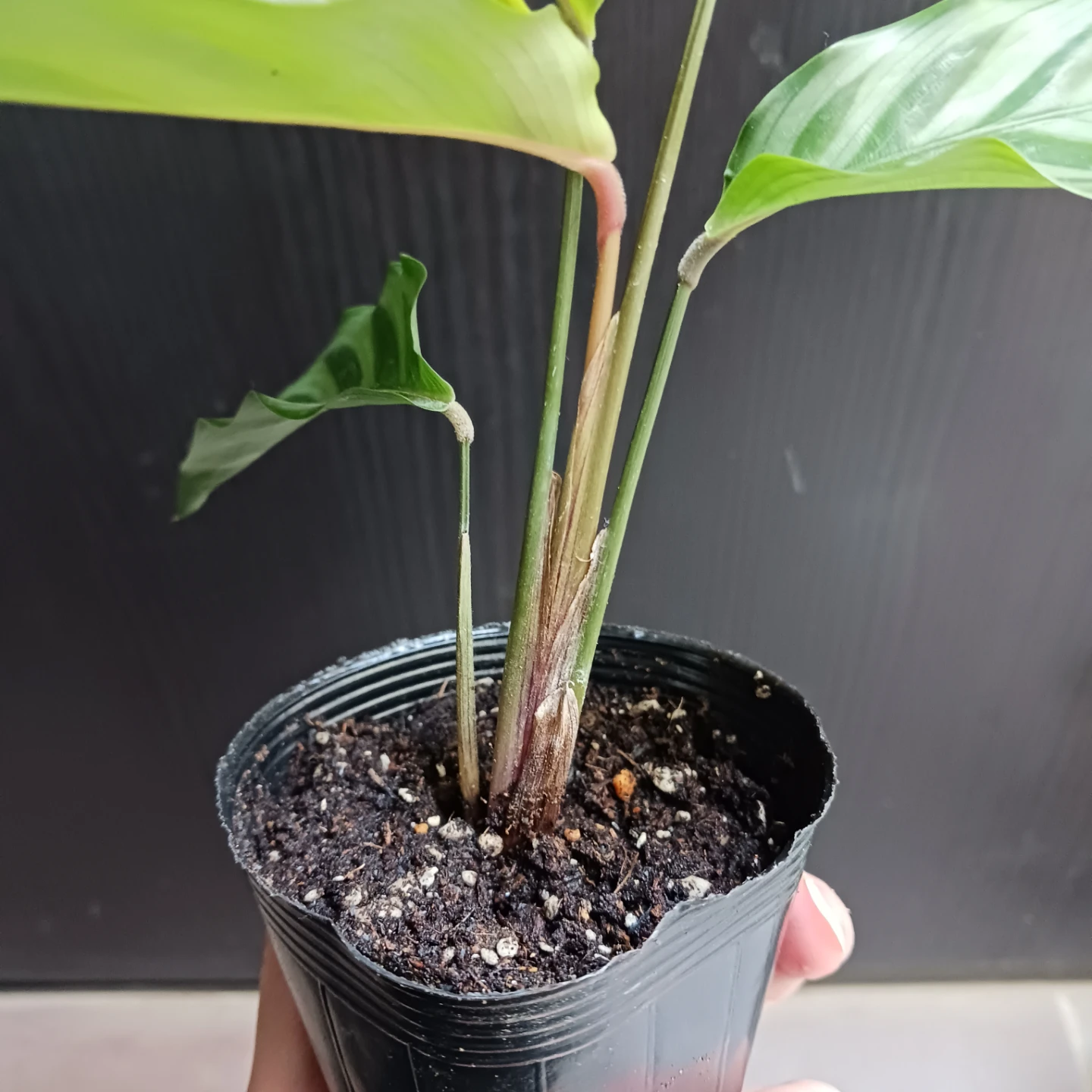 カラテア　フレディ　2.5号ポット苗　観葉植物の写真5枚目