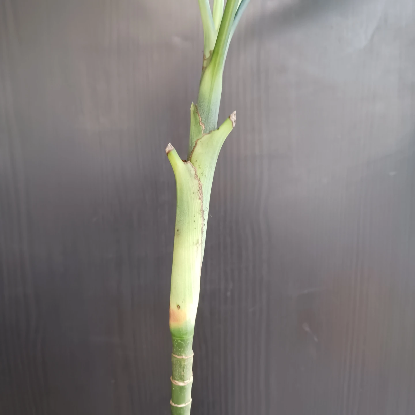 まとめ買い対象★レア★2 テネラ　7号相当　ヤシ　観葉植物の写真5枚目