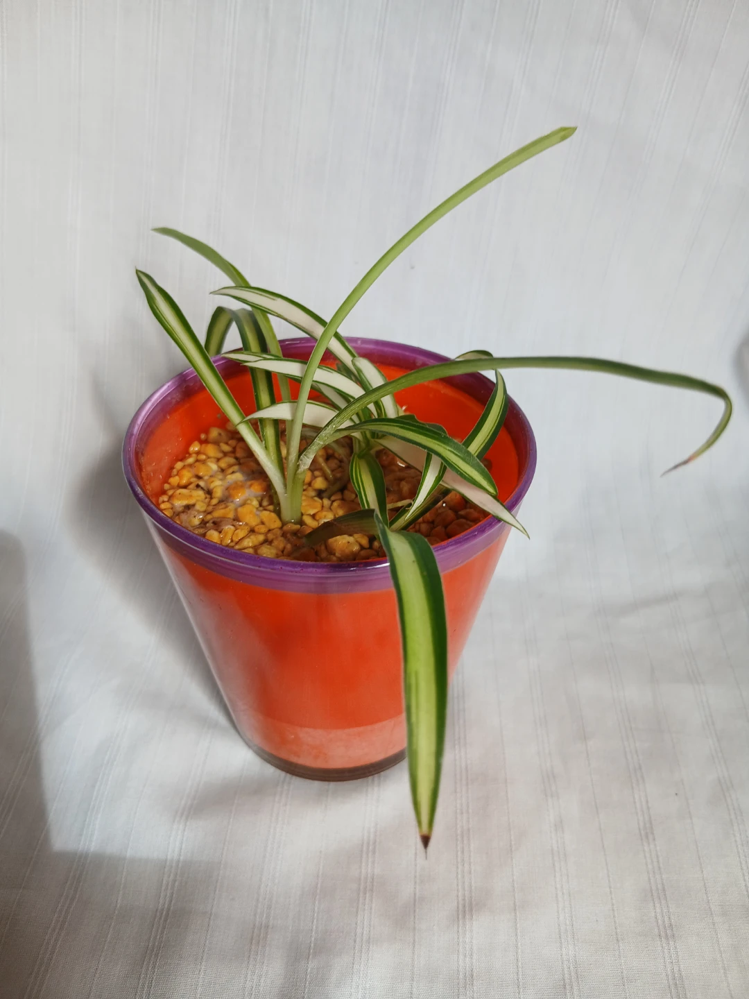 オリヅルラン 観葉植物 ①の写真4枚目