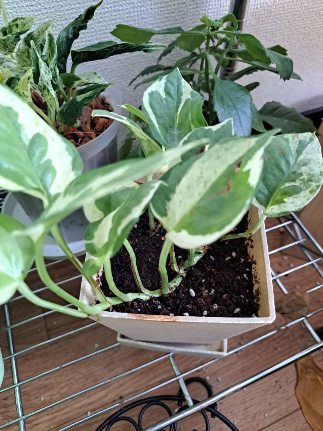 ポトス エンジョイ 観葉植物