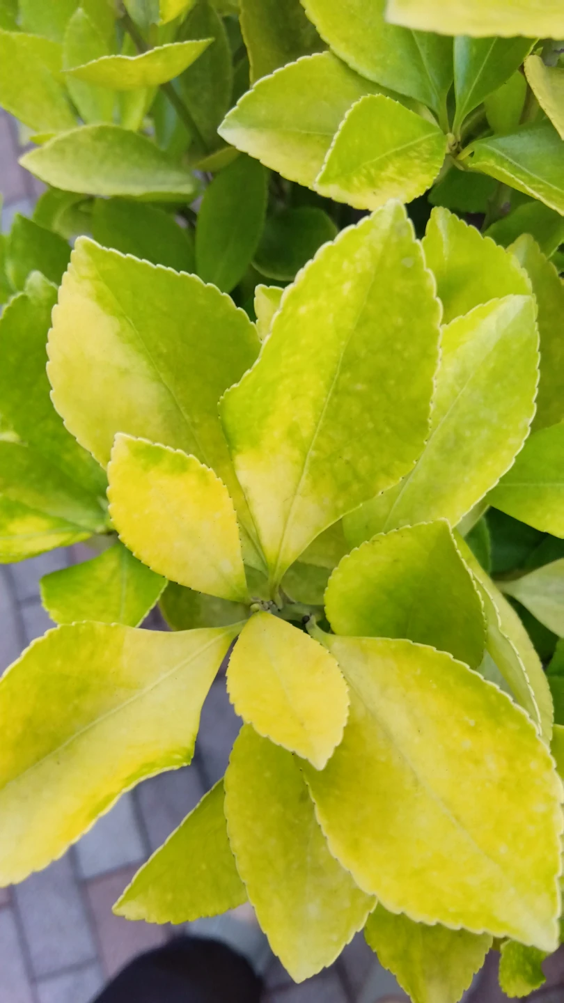 鉢植え観葉植物   黄金マサキの写真3枚目