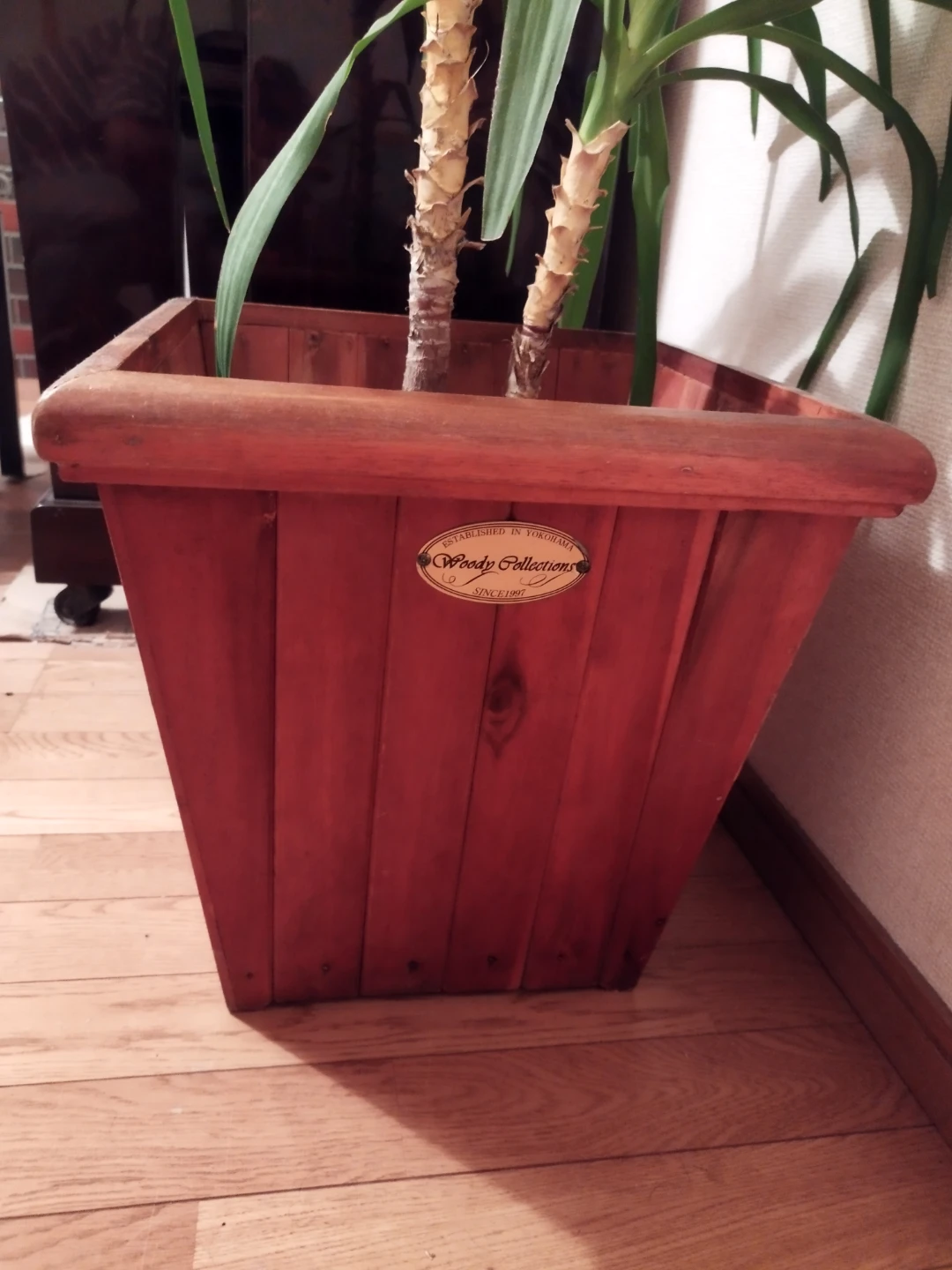 観葉植物 ユッカ、青年の木、木製プランターケース入りの写真4枚目