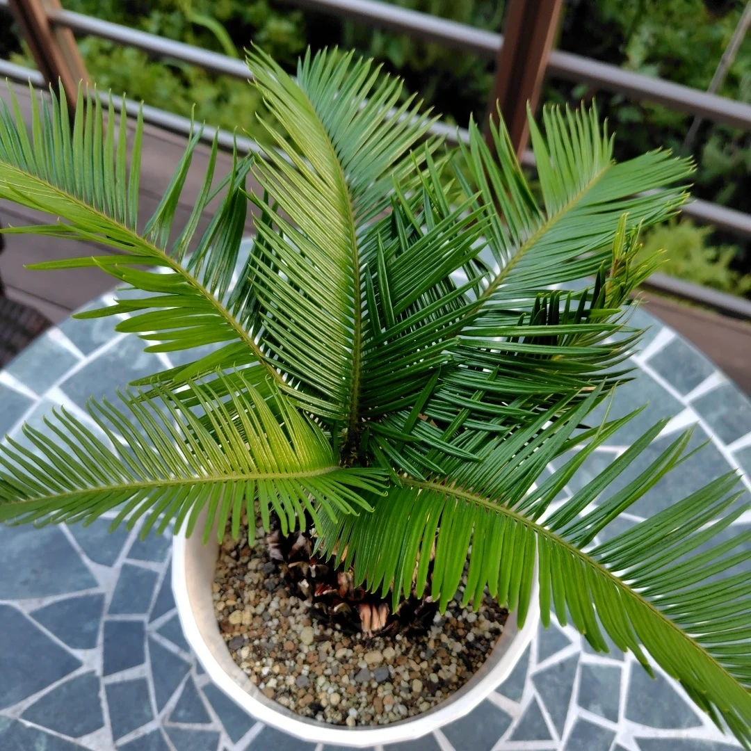 ソテツ 観葉植物 鉢植え