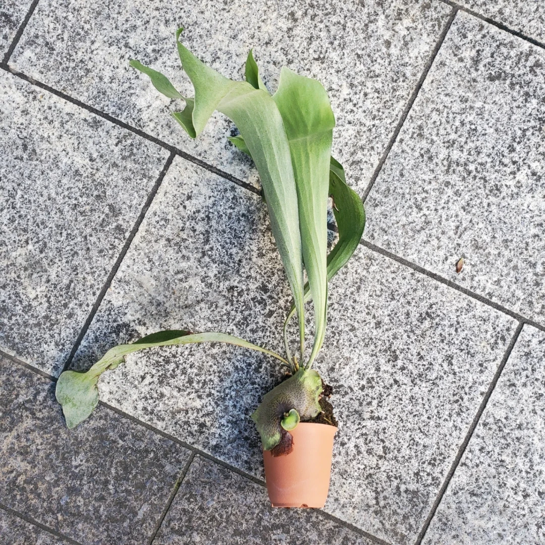 ビカクシダ コウモリラン 観葉植物