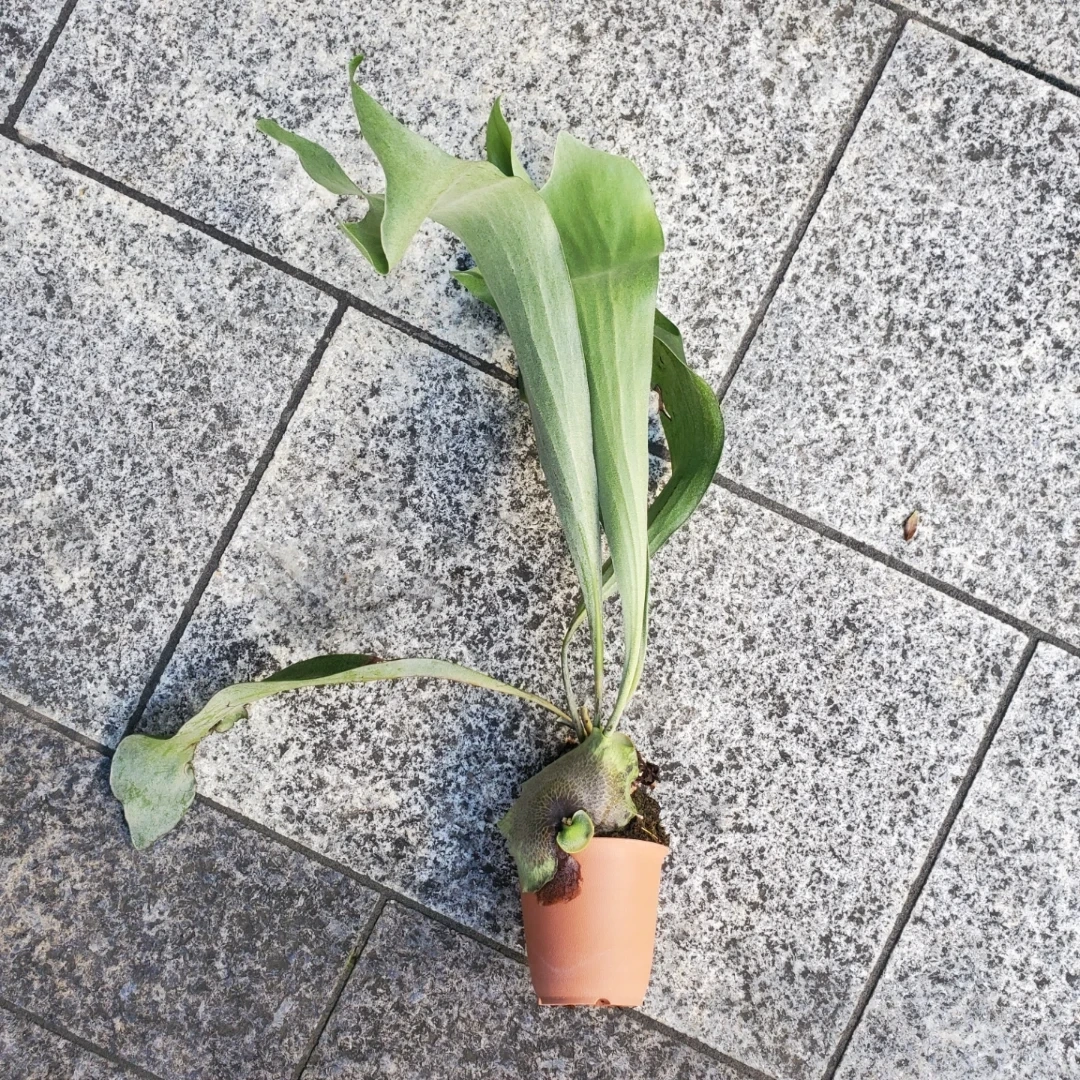 ビカクシダ コウモリラン 観葉植物