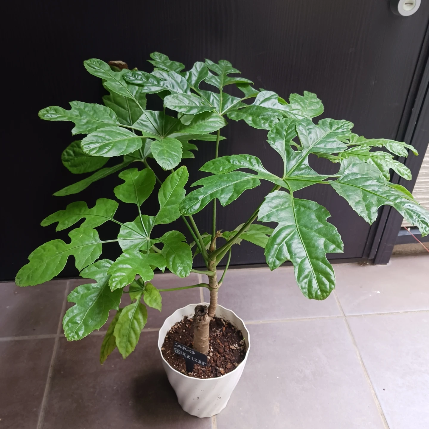 まとめ買い対象★希少植物★7 トラベシア パルマータ 5号 観葉植物 レアの写真4枚目