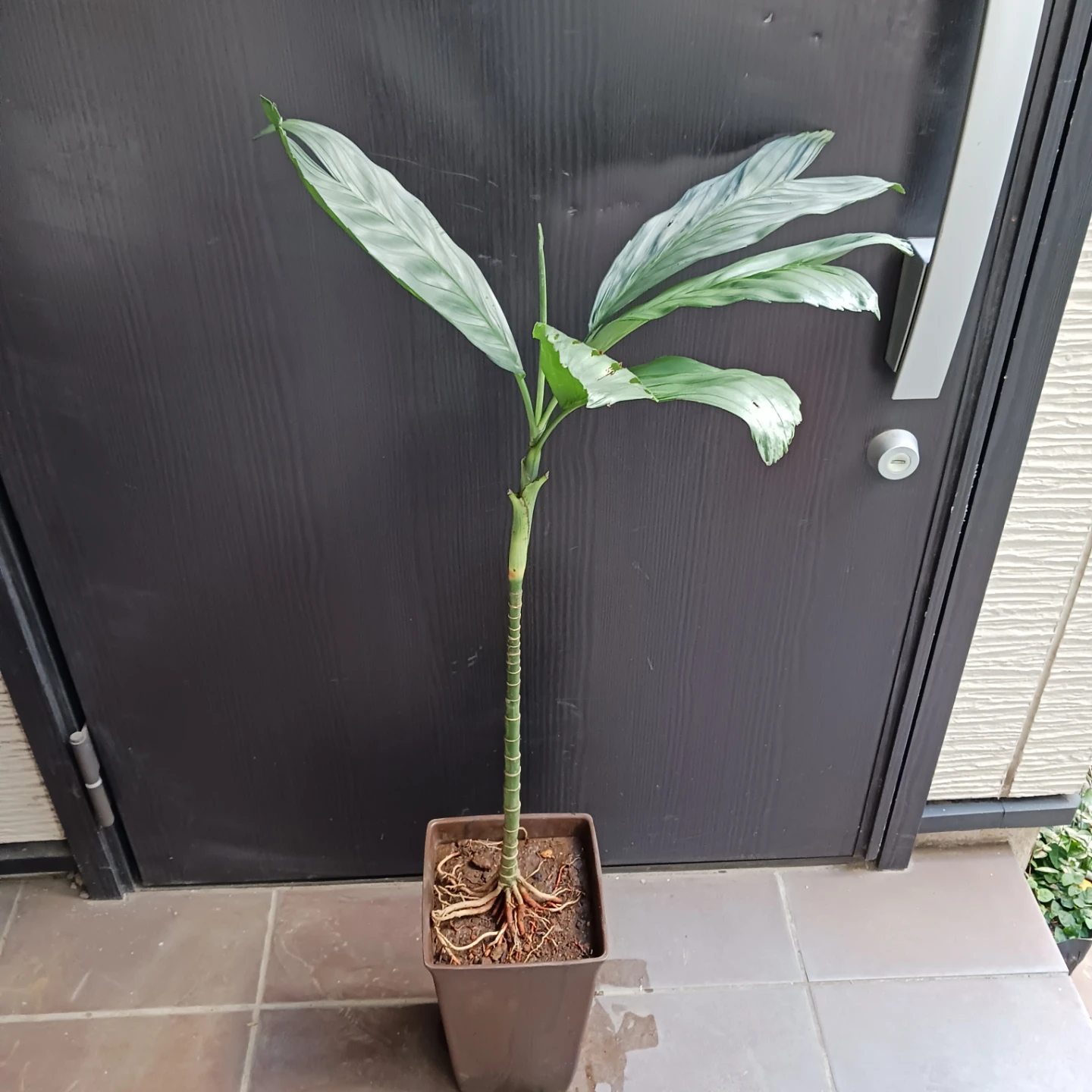 まとめ買い対象★レア★2 テネラ　7号相当　ヤシ　観葉植物の写真4枚目