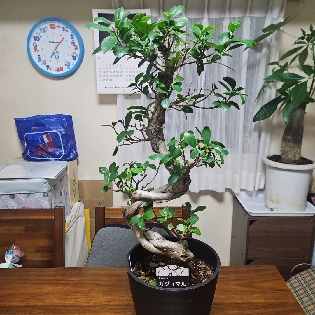 ◽大型ガジュマル◽昇り樹形◽観葉植物◽鉢植えの写真2枚目