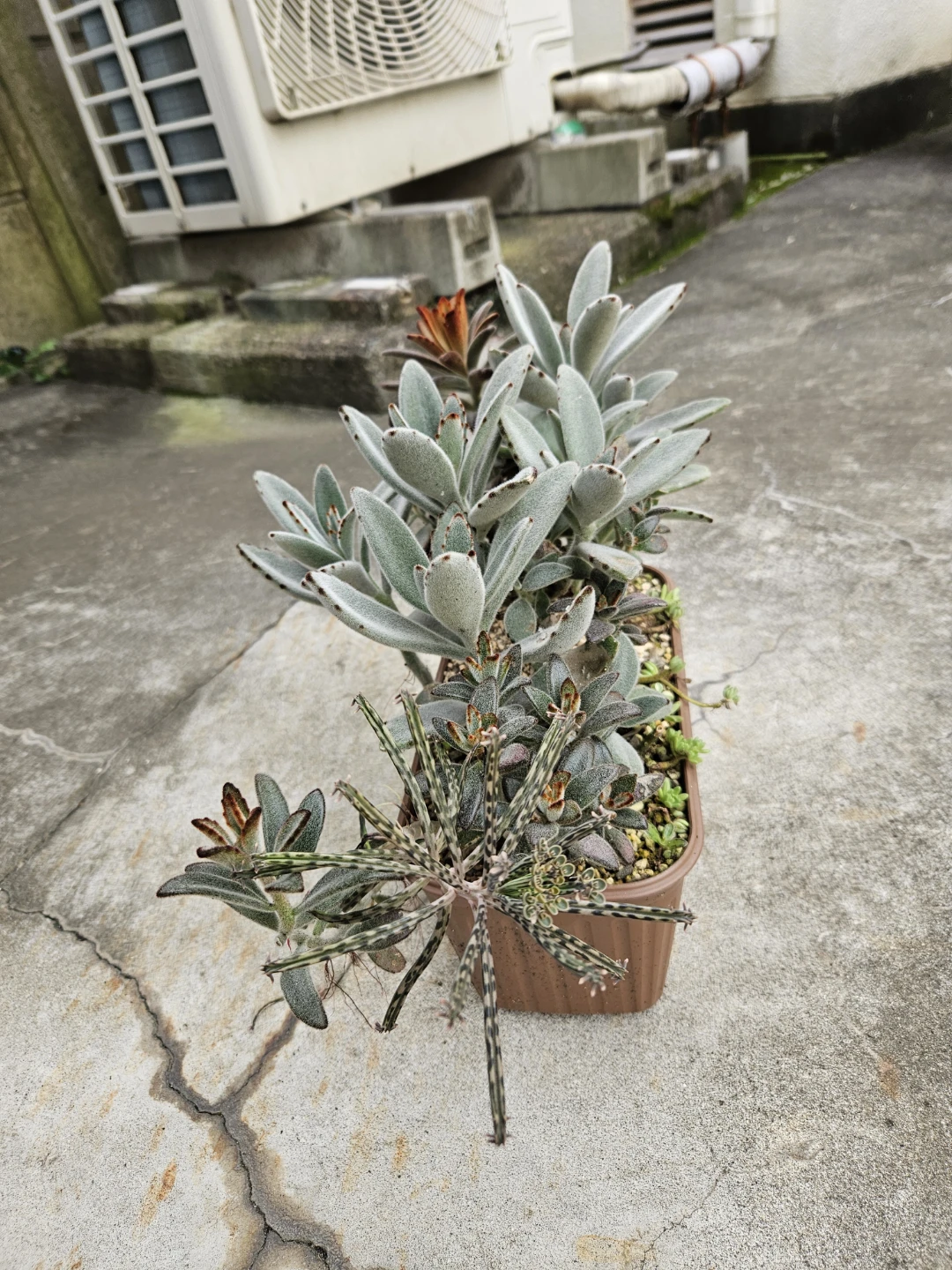 兎系　 寄せ植え  多肉植物の写真9枚目