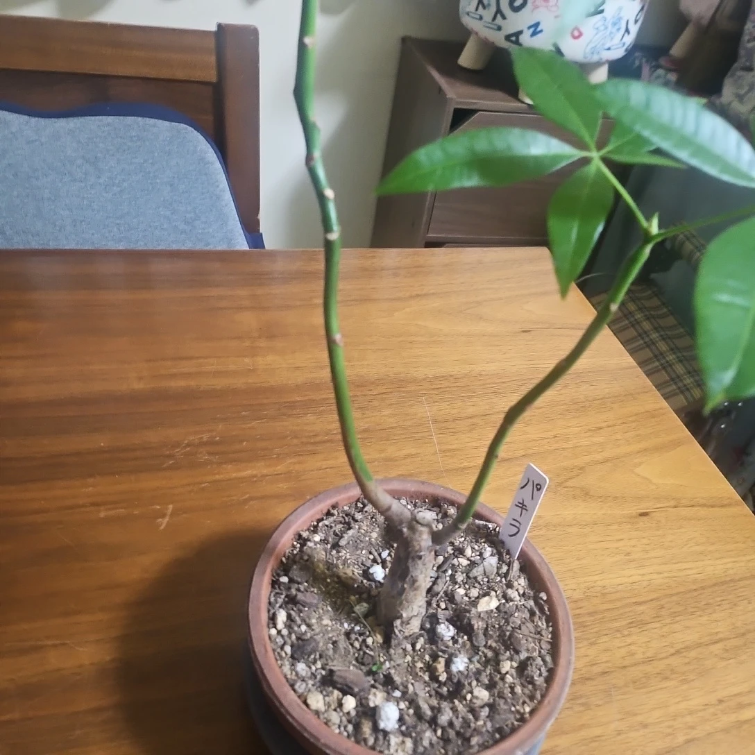 ◽パキラ◽観葉植物◽鉢植えの写真3枚目
