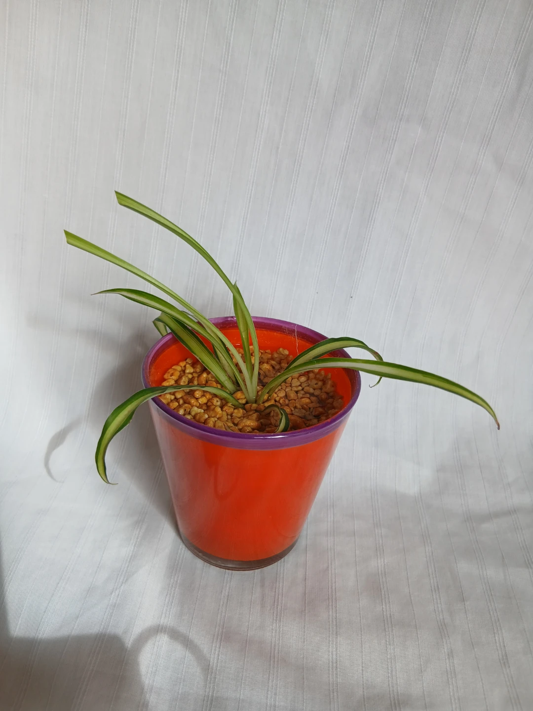 オリヅルラン 観葉植物②の写真3枚目