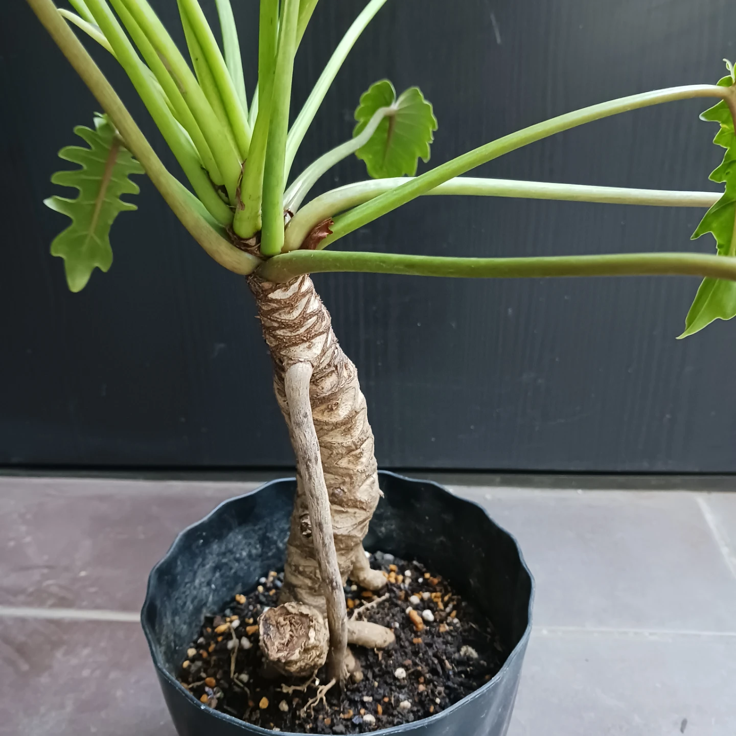 まとめ割り対象★クッカバラ　5号　幹立ち　観葉植物の写真7枚目