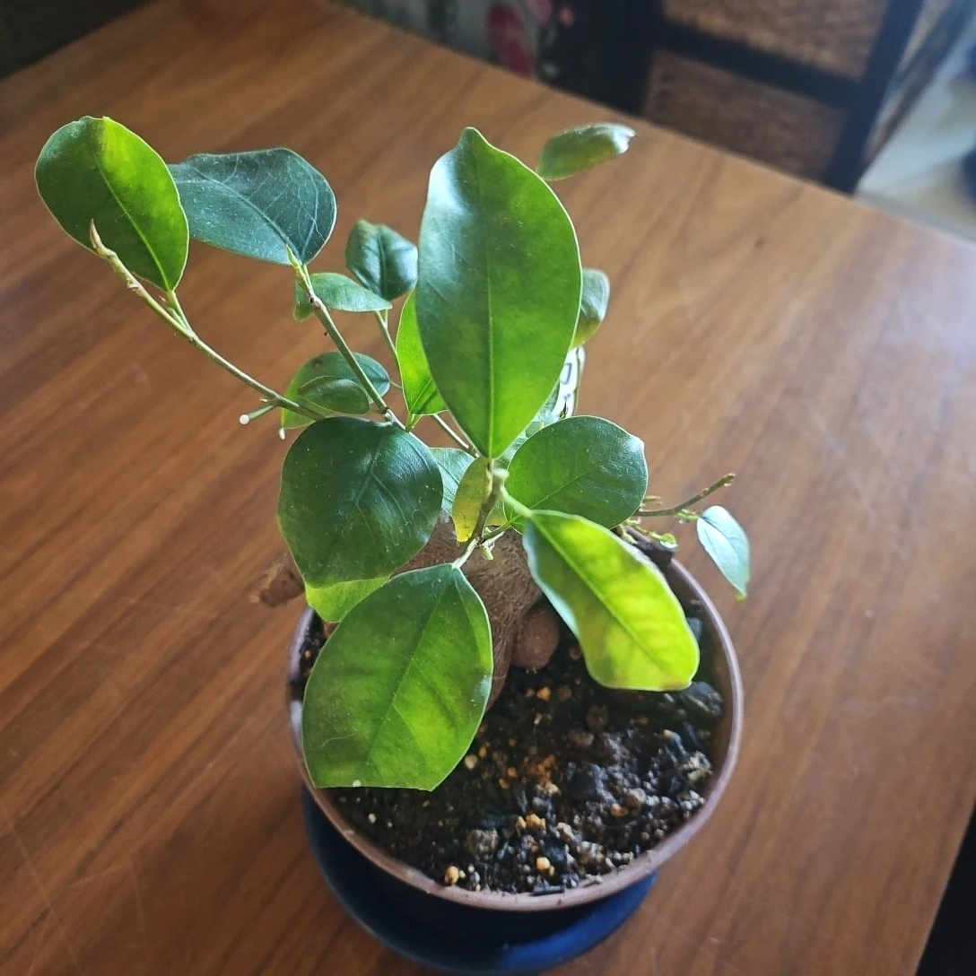 ◽ガジュマル◽観葉植物◽鉢植え